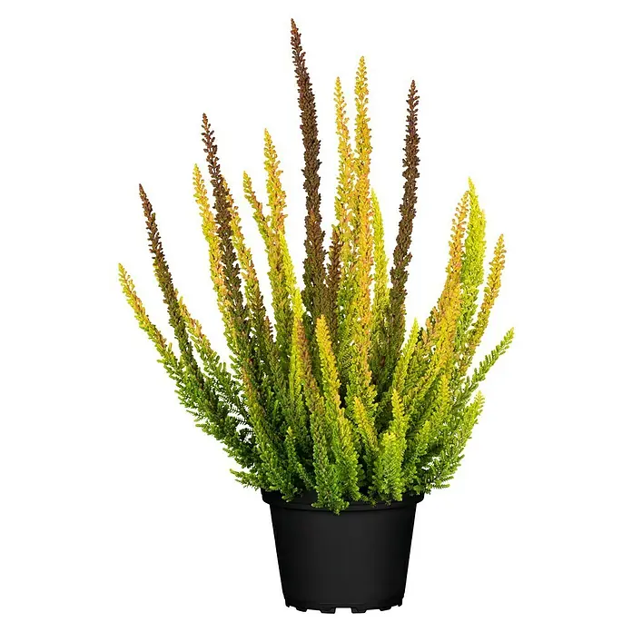 Piardino Besenheide - Calluna vulgaris 'Skyline', Topfgröße: 11 cm - Die Erika 'Golden Angie' in einem schwarzen Topf ist eine auffällige Pflanze mit goldgelbem Laub und braunen Blütenständen, ideal für Herbstbeete.