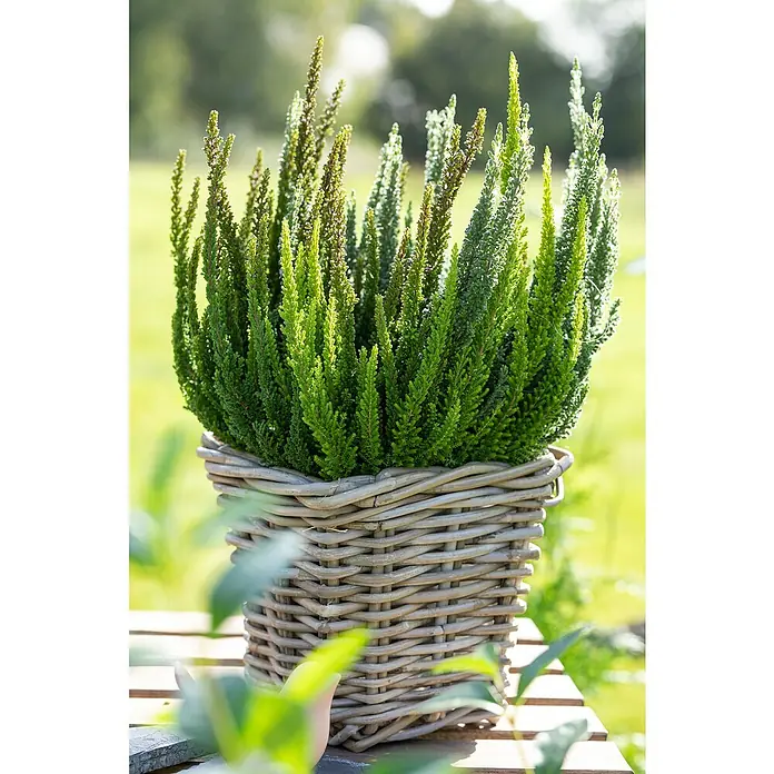 Piardino Besenheide - Calluna vulgaris 'Skyline', Topfgröße: 11 cm - Calluna-Heidekraut-Pflanze in einem Weidenkorb, im Garten aufgestellt. Elegante und natürliche Dekoration für den Außenbereich.