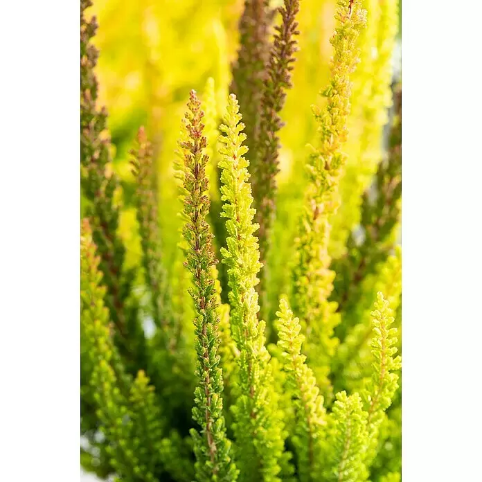 Piardino Besenheide - Calluna vulgaris 'Skyline', Topfgröße: 11 cm - Nahaufnahme von grünen und gelben Heidekrautstängeln mit rötlich-braunen Spitzen.