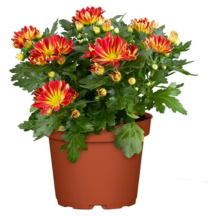 Herbst-Chrysantheme im Set (3 Stk., Chrysanthemum, Topfgröße: 14 cm) | BAUHAUS