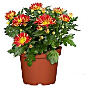 Herbst-Chrysantheme im Set (3 Stk., Chrysanthemum, Topfgröße: 14 cm) | BAUHAUS