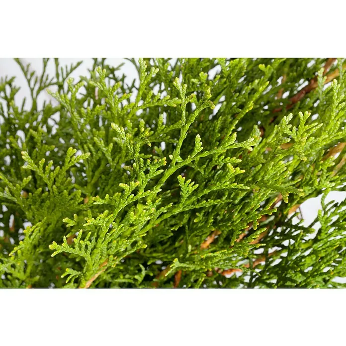 Piardino Tuya occidental - Thuja occidentalis 'Esmeralda', Tamaño de maceta: 17 cm - Primer plano de follaje de Tuya verde claro y fresco. Las hojas finas, escamosas, son densas y vibrantes.