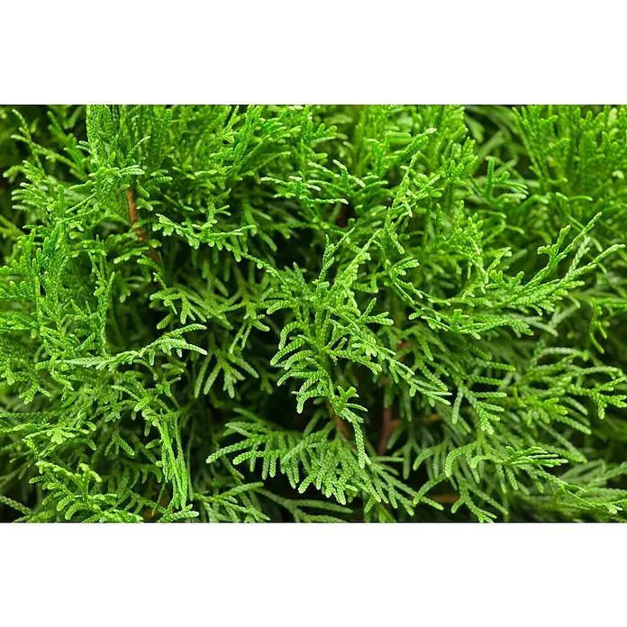 Piardino Lebensbaum - Thuja occidentalis 'Smaragd', Topfgröße: 17 cm - Nahaufnahme von frischem, dichtem Thuja-Grün, ideal für Hecken und dekorative Gartenelemente mit lebendiger Textur.