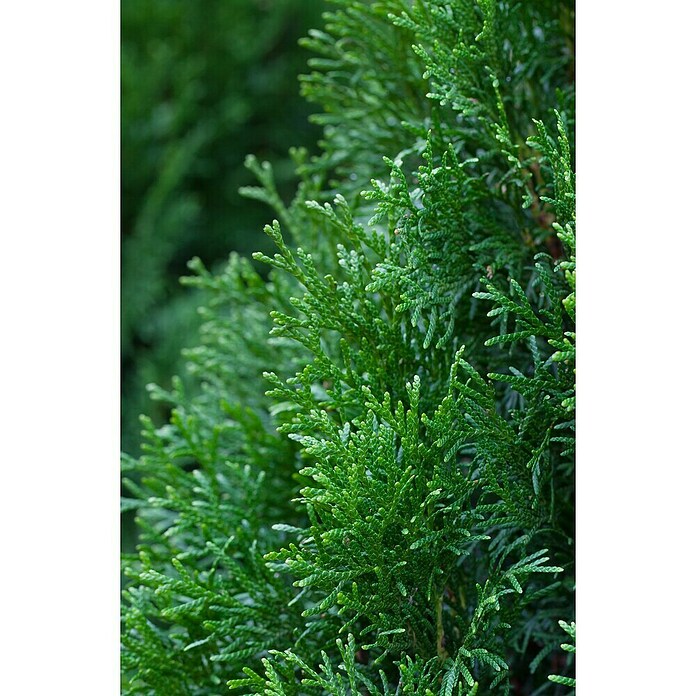 thuja forever gold Forever Goldy™ Arborvitae