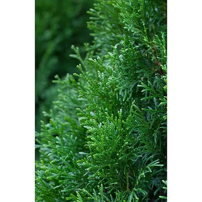 Piardino Lebensbaum - Thuja occidentalis 'Smaragd', Topfgröße: 17 cm - Nahaufnahme von grünen Zypressenzweigen, die eine feine Textur und lebendige Farbe aufweisen. Ideal als Heckenpflanze.