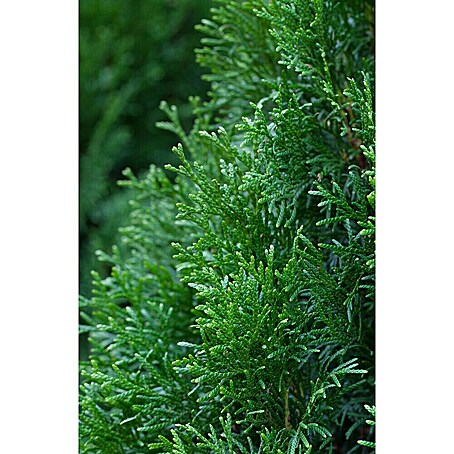 thuja columna oder smaragd Thuja occidentalis 'Smaragd' Konifere (Lebensbaum) | 120-140 cm mit  Wurzelballen