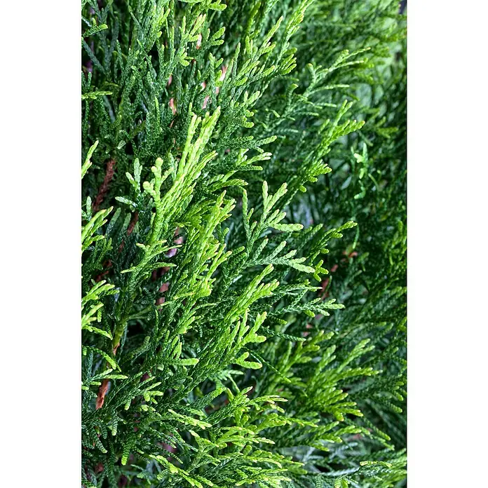 Piardino Tuya occidental - Thuja occidentalis 'Esmeralda', Tamaño de maceta: 17 cm - Un primer plano de vibrantes ramas verdes de Tuya, que muestran densas hojas escamosas que se unen en un exuberante fondo siempreverde.