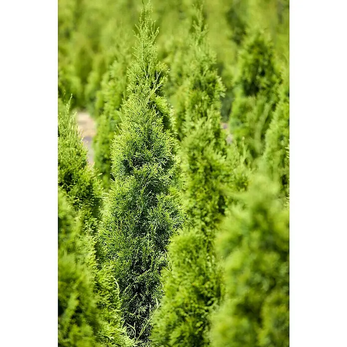 Piardino Tuya occidental - Thuja occidentalis 'Esmeralda', Tamaño de maceta: 17 cm - Primer plano de varios cipreses verdes que crean un denso seto natural. Ideal para el diseño de jardines y paisajes.
