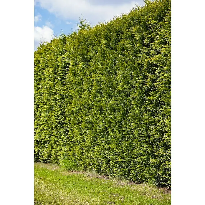 Piardino Tuya occidental - Thuja occidentalis 'Esmeralda', Tamaño de maceta: 17 cm - Un exuberante seto verde ofrece privacidad y sirve como linde natural del jardín con vibrante hierba en primer plano.