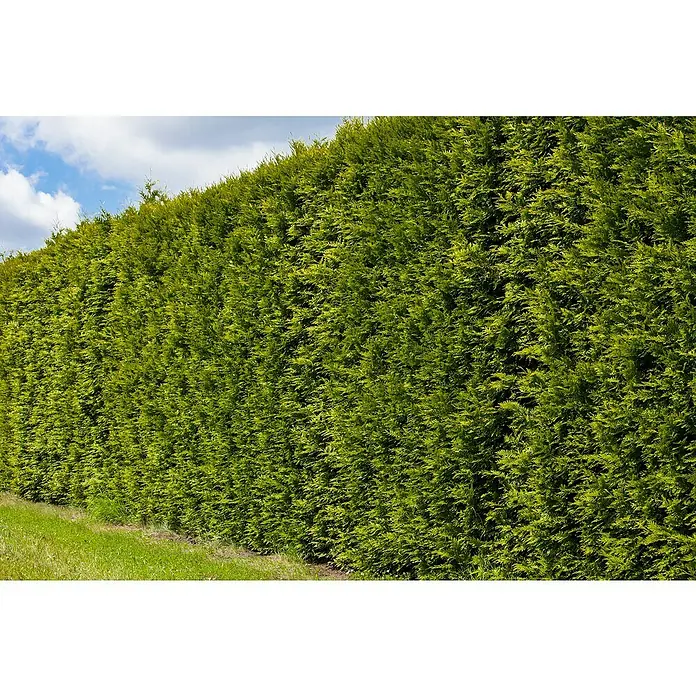 Piardino Tuya occidental - Thuja occidentalis 'Esmeralda', Tamaño de maceta: 17 cm - Seto denso y verde de arizónicas con césped fresco en la base y cielo ligeramente nublado. Una hermosa delimitación natural de la propiedad.