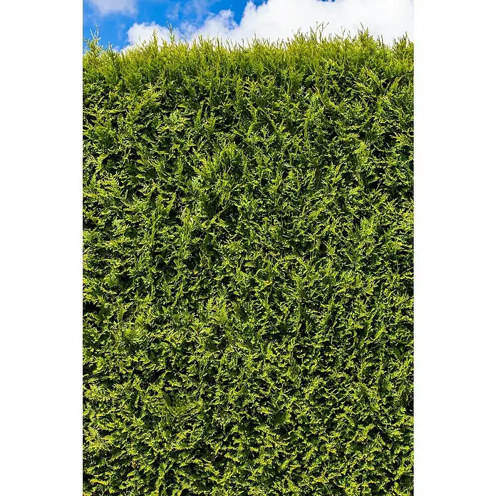 Piardino Lebensbaum - Thuja occidentalis 'Smaragd', Topfgröße: 17 cm - Nahaufnahme einer dichten, grünen Hecke, die einen gepflegten und natürlichen Sichtschutz bietet und Privatsphäre im Garten schafft.