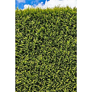 Piardino Lebensbaum - Thuja occidentalis 'Smaragd', Topfgre: 17 cm online  kaufen bei BAUHAUS