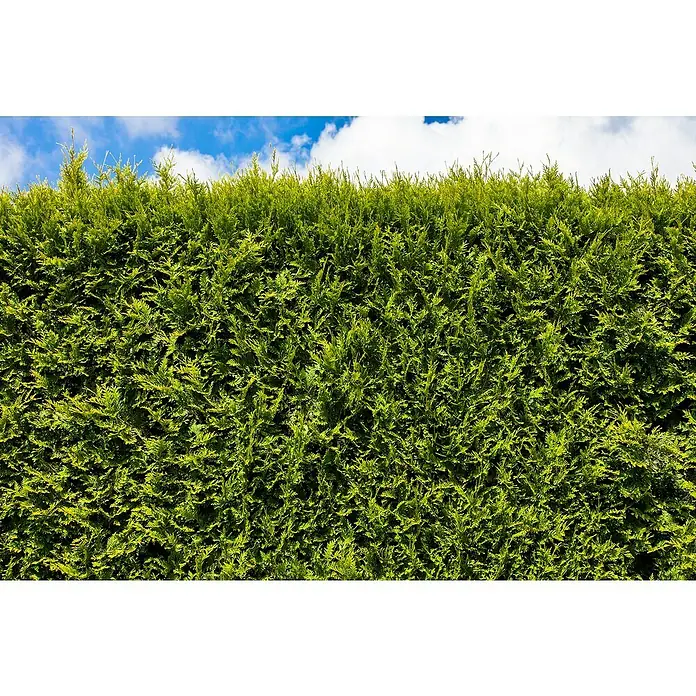 Piardino Tuya occidental - Thuja occidentalis 'Esmeralda', Tamaño de maceta: 17 cm - Un fondo de seto verde y exuberante bajo un cielo azul salpicado de esponjosas nubes blancas.