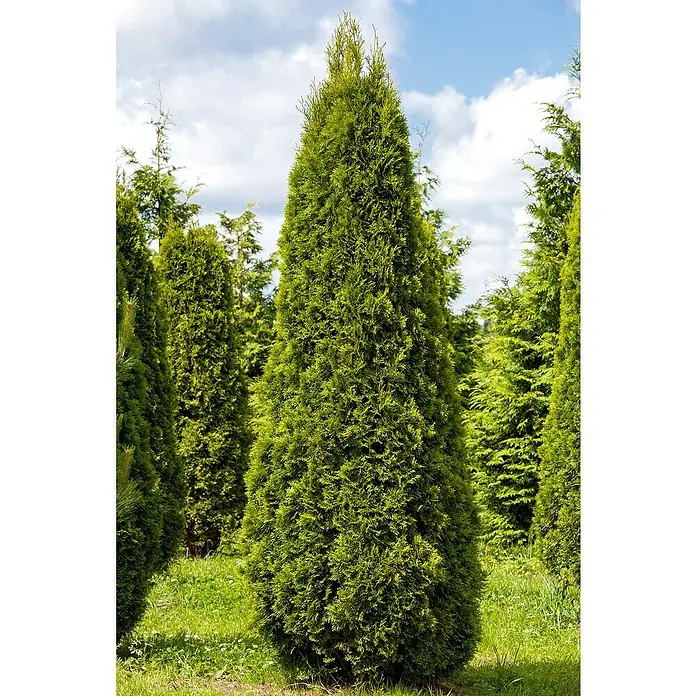 Piardino Lebensbaum - Thuja occidentalis 'Smaragd', Topfgröße: 17 cm - Ein immergrüner Lebensbaum steht im Freien. Der Baum hat eine kegelförmige Form und dichte, grüne Blätter. Er ist von anderen Bäumen und Gras umgeben.