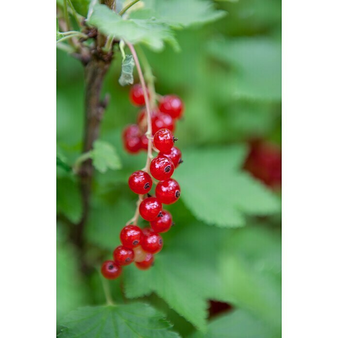 Ribes rubrum 5 Trio