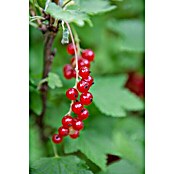 Ribes rubrum 5 Trio