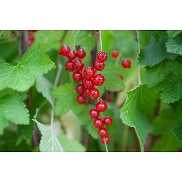 Ribes rubrum 5 Trio