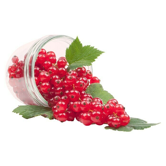 Ribes rubrum 5 Trio