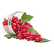 Ribes rubrum 5 Trio