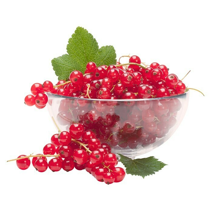 Ribes rubrum 5 Trio