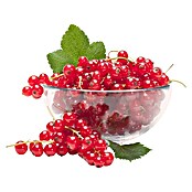 Ribes rubrum 5 Trio