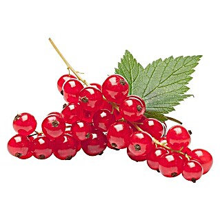 Piardino Rote Johannisbeere (Ribes rubrum, Topfvolumen: 5 l)