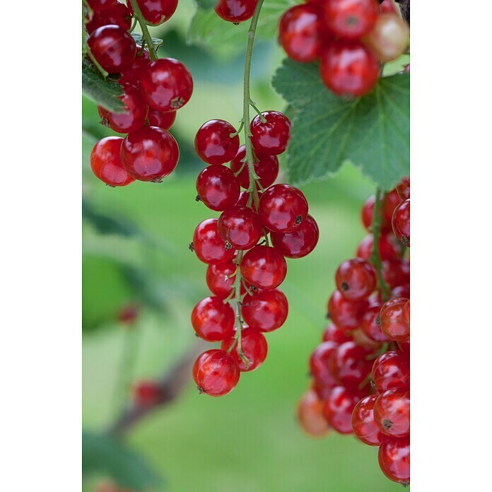 Ribes rubrum 5 Trio