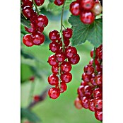 Ribes rubrum 5 Trio