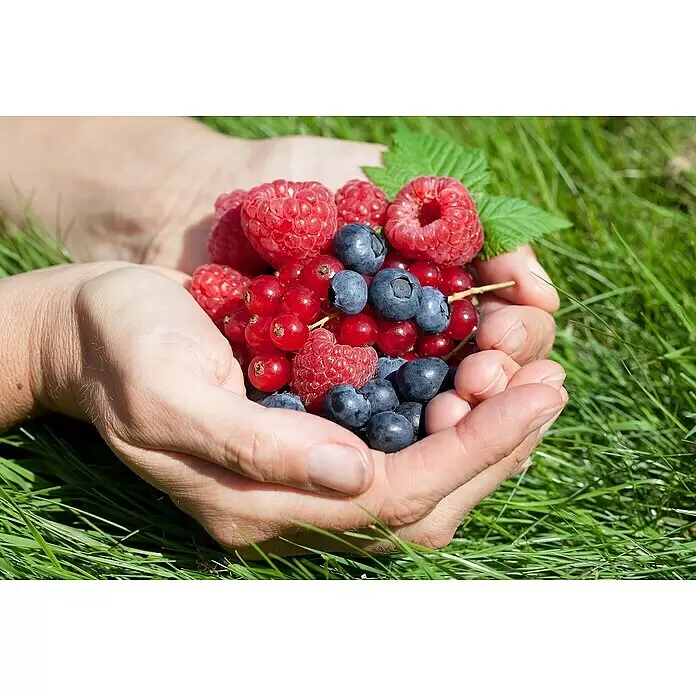 Piardino Obstpflanzen-Mix - Beerenobst verschiedene Sorten, Topfvolumen: 2 l - Hände halten eine bunte Mischung aus frischen Himbeeren, Heidelbeeren und roten Johannisbeeren.