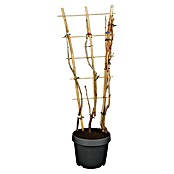 Piardino Ogrozd  (Ribes grossularia, Berba: Srpanj) | BAUHAUS