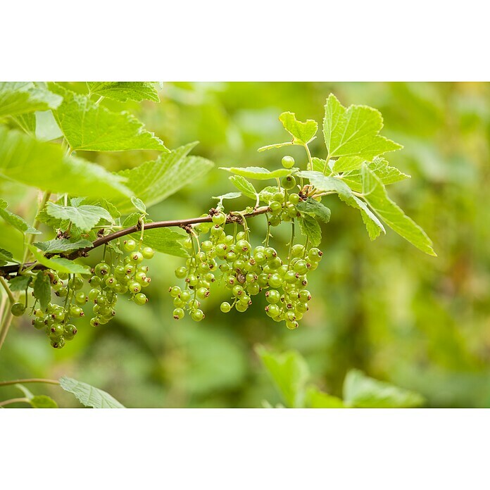 Piardino Ogrozd  (Ribes grossularia, Berba: Srpanj) | BAUHAUS