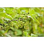 Piardino Ogrozd  (Ribes grossularia, Berba: Srpanj) | BAUHAUS