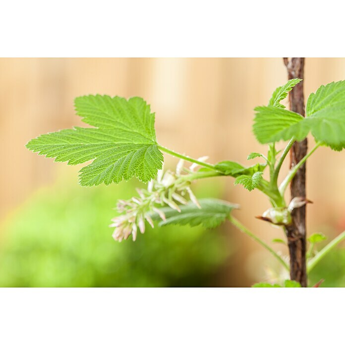 Piardino Ogrozd  (Ribes grossularia, Berba: Srpanj) | BAUHAUS