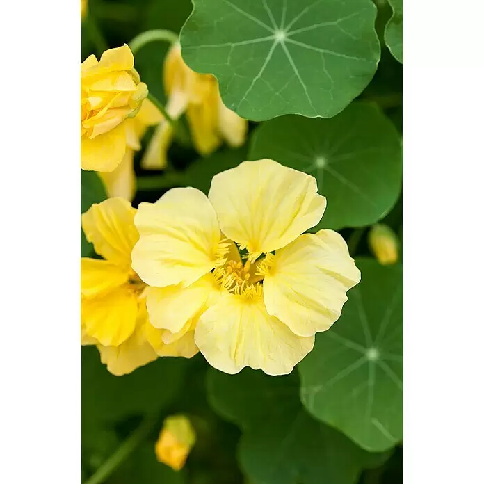Piardino Kapuzinerkresse - Tropaeolum majus, Topfgröße: 12 cm - Detailaufnahme