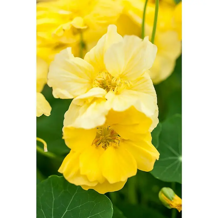 Piardino Capuchina - Tropaeolum majus, Tamaño de maceta: 12 cm, En función de la variedad - Primer plano de vibrantes flores de capuchina amarillas, que muestran delicados pétalos y un color vivo entre un exuberante follaje verde.