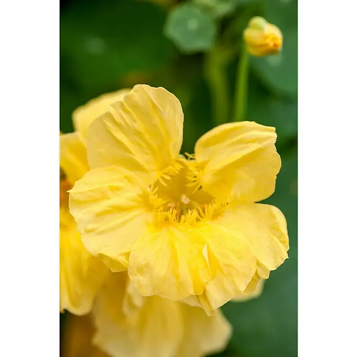 Piardino Capuchina - Tropaeolum majus, Tamaño de maceta: 12 cm, En función de la variedad - Primer plano de una vibrante flor de capuchina amarilla con pétalos delicados, mostrando detalles intrincados y belleza natural.