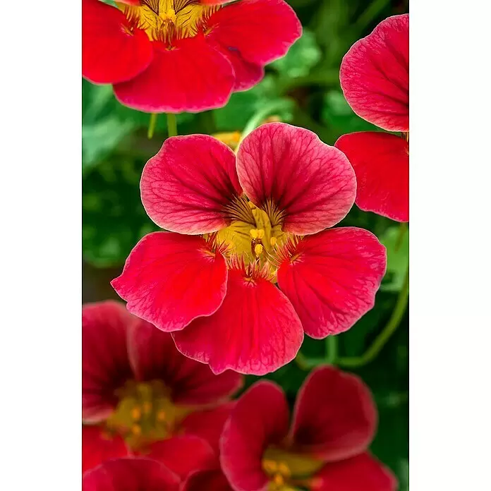 Piardino Kapuzinerkresse - Tropaeolum majus, Topfgröße: 12 cm - Detailaufnahme