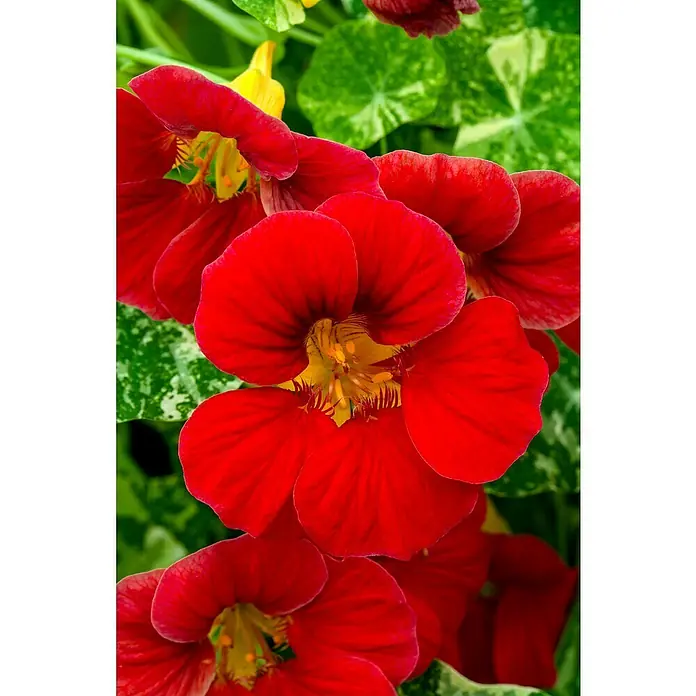 Piardino Capuchina - Tropaeolum majus, Tamaño de maceta: 12 cm, En función de la variedad - Primer plano de flores de capuchina rojas que muestran sus vibrantes pétalos y centros amarillos. Belleza floreciente en detalle.