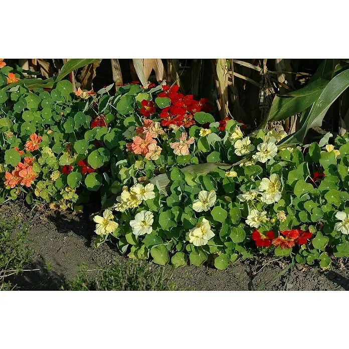 Piardino Capuchina - Tropaeolum majus, Tamaño de maceta: 12 cm, En función de la variedad - Vibrantes flores de capuchina florecen en amarillo, naranja y rojo entre un exuberante follaje verde. Las flores comestibles son una delicia.
