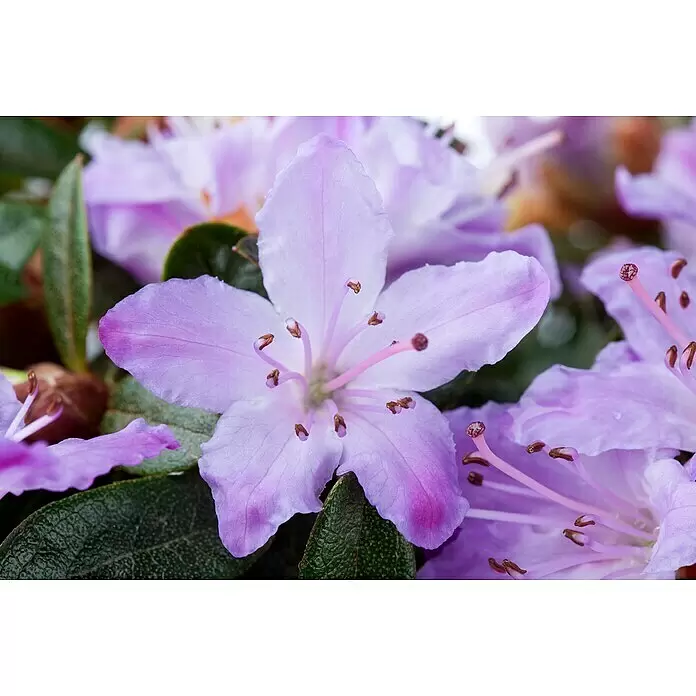 Piardino Rhododendron - Rhododendron molle ssp. japonicum, Topfgröße: 19 cm, Gelb/Orange/Rosa/Dunkelrot - Nahaufnahme einer leuchtend hellvioletten Blüte mit auffälligen Staubblättern.