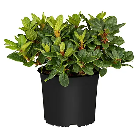 Piardino  Rhododendron