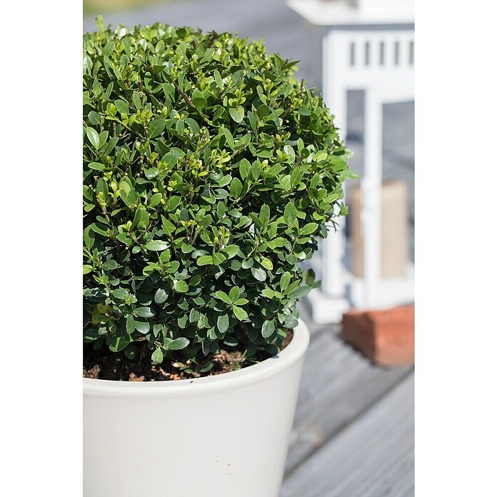 Piardino Bergilex Kugel (Ilex crenata, Topfgröße: 21 cm) | BAUHAUS