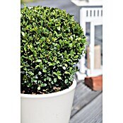 Piardino Bergilex Kugel (Ilex crenata, Topfgröße: 21 cm) | BAUHAUS