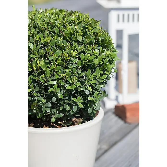 Piardino Bergilex Kugel - Ilex crenata, Topfgröße: 21 cm - Der Buchsbaum in Kugelform in einem weißen Topf ist ein attraktiver Hingucker für jeden Garten oder Balkon, und verleiht einen edlen Look.