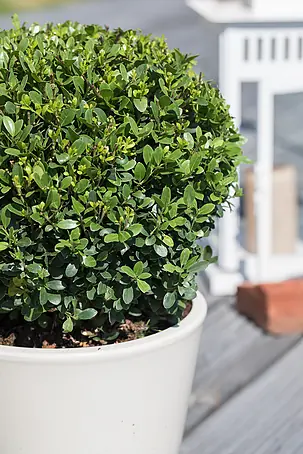 thuja lebensbaum pflanzen Lebensbaum Thuja occidentalis Smaragd 80-100 cm Hhe Ballenware