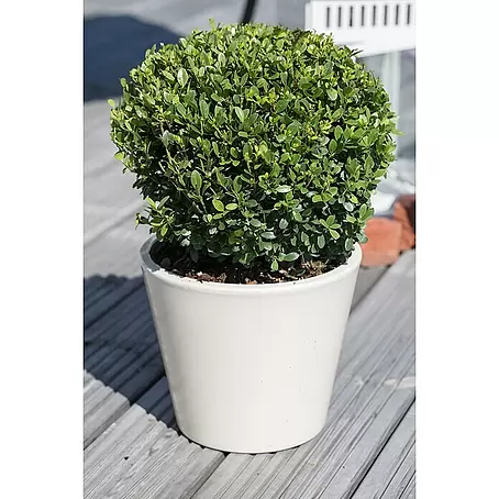Piardino  Bergilex Kugel