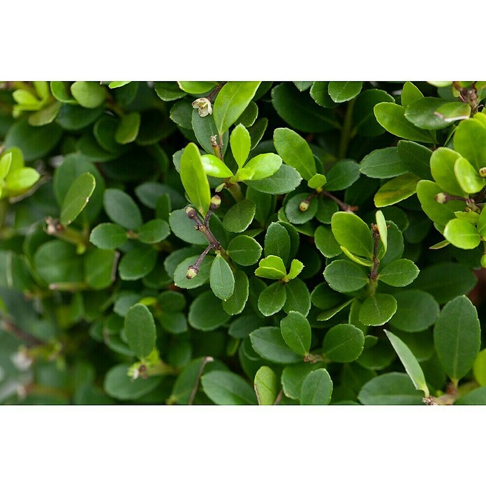 Piardino Bergilex Kugel (Ilex crenata, Topfgröße: 21 cm) | BAUHAUS