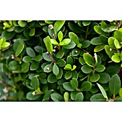 Piardino Bergilex Kugel (Ilex crenata, Topfgröße: 21 cm) | BAUHAUS