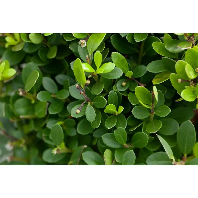 Piardino Bergilex Kugel - Ilex crenata, Topfgröße: 21 cm - Nahaufnahme von frischem, grünem Buchsbaum mit kleinen, runden Blättern und feinen Ästen, ideal für Garten- und Landschaftsgestaltung.