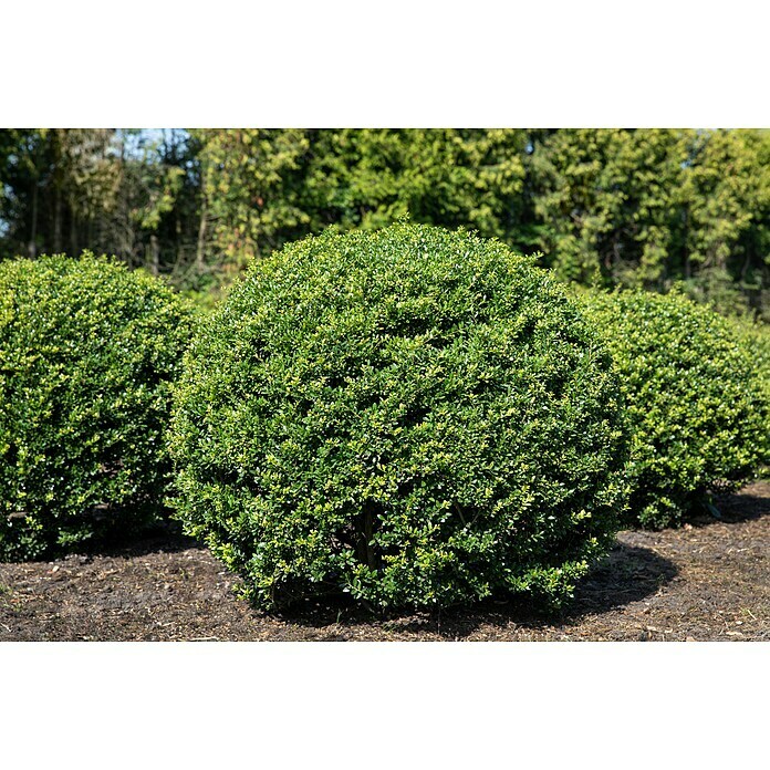 Piardino Bergilex Kugel (Ilex crenata, Topfgröße: 21 cm) | BAUHAUS